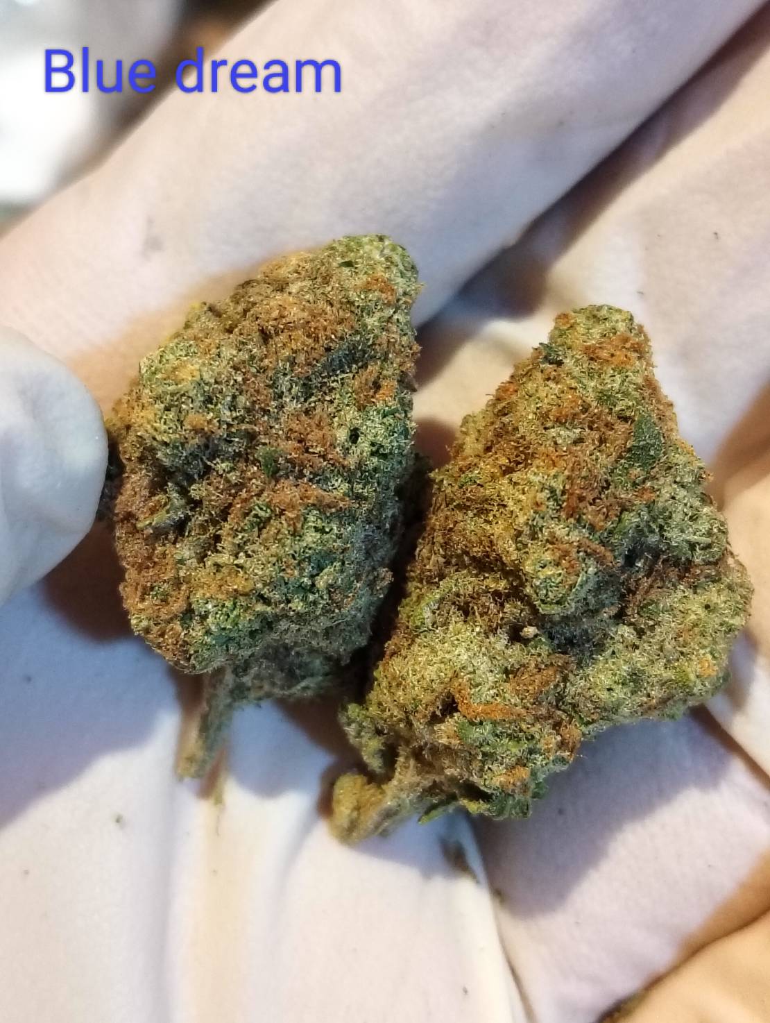 Blue Dreams Strain
