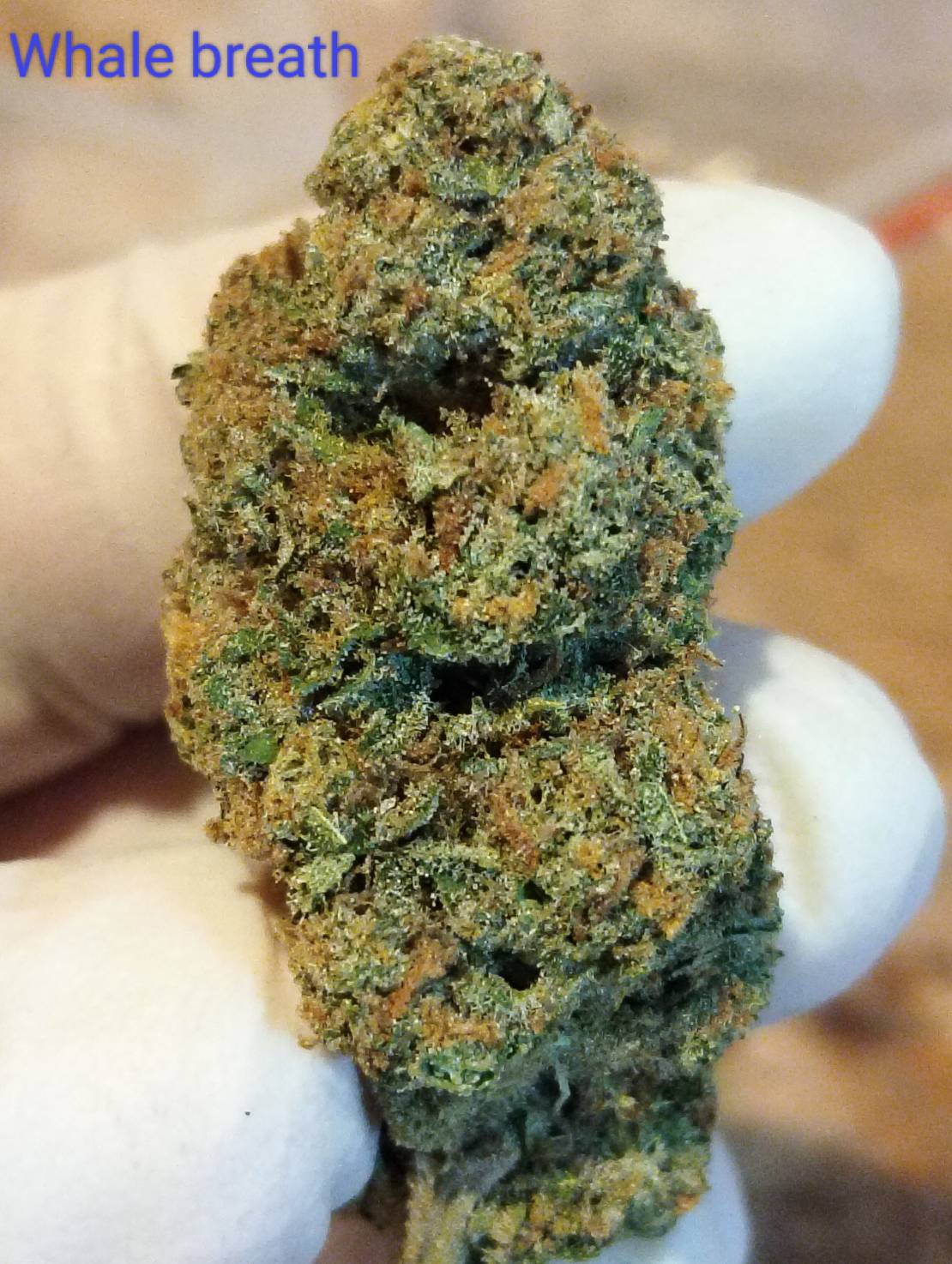 Whale Breath Strain