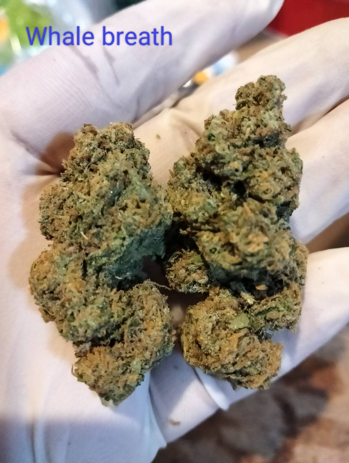 Whale Breath Strain