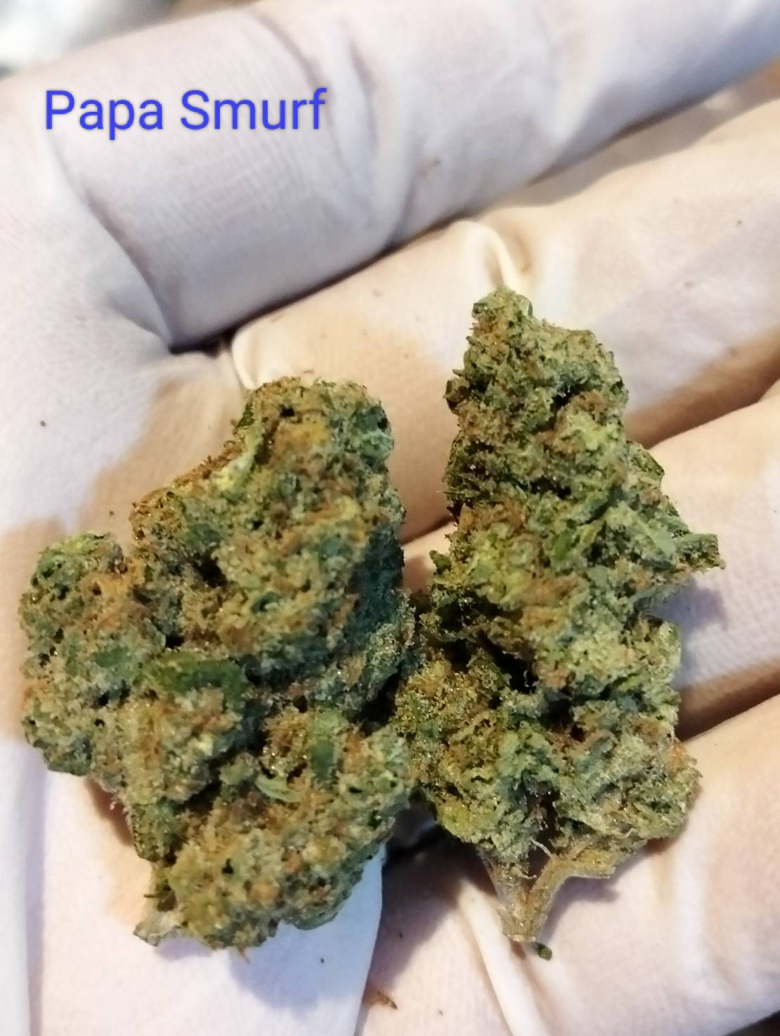Papa Smurf Strain