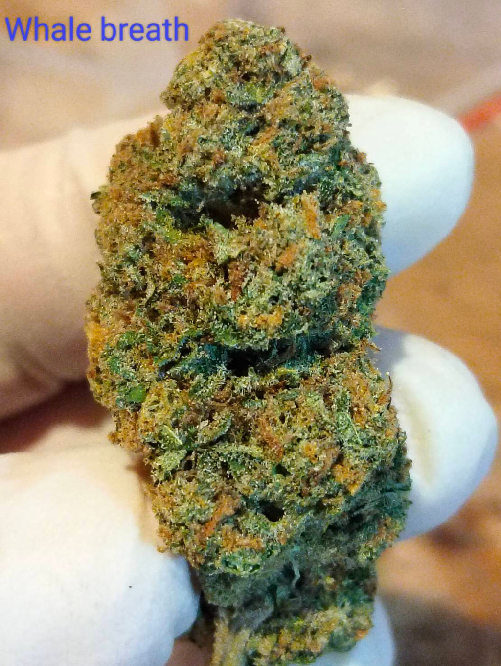 Whale Breath Strain