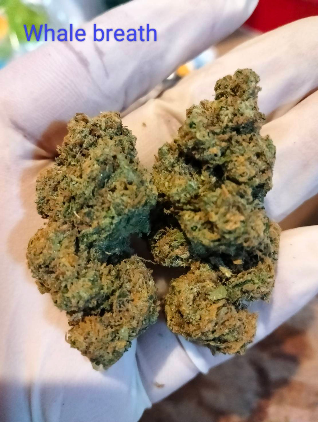 Whale Breath Strain